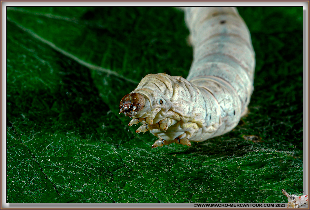 Chenille de BOMBYX